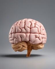 Brain on a Gray Background