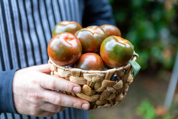 Beautiful basket of organic tomatoes held by someone on a green background. The red and green of...