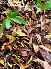 close-up view of fallen leaves on the ground in autumn, suitable for use as a background