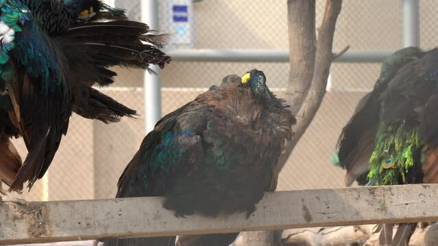 Beautiful peacock enjoying and a  which is sitting on the roof multan zoo