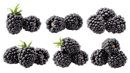 blackberry isolated on white background, full depth of field
