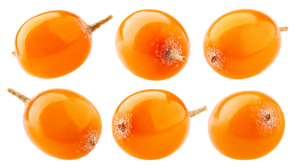 Sea buckthorn isolated on white background, full depth of field