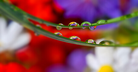 rain drops on a plant