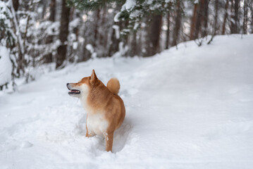 Shiba inu dog in winter.
