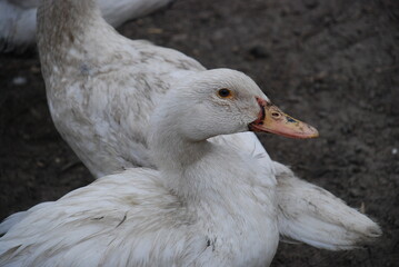 White ducks in the farm yard. The large birds in the village farm have white plumage, black eyes and red beaks. Ducks have a small head on a long, mobile neck and clipped wings.