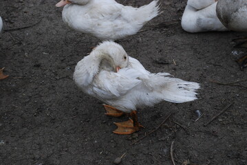 White ducks in the farm yard. The large birds in the village farm have white plumage, black eyes and red beaks. Ducks have a small head on a long, mobile neck and clipped wings.