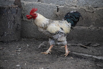 Country rooster in the farm yard. An adult bird on a farm. She has white-gray plumage, a yellow beak and a red comb. The rooster has a small head and a large body on yellow legs.