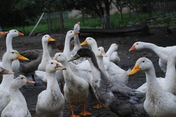 Geese in the village. Large birds in the village on the farm, Geese have white and gray plumage, black eyes and yellow beaks. The birds have a small head on a long, mobile neck and clipped wings.