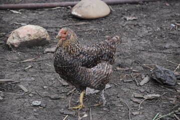 Village chickens. Adult birds on a farm. Most have white or black plumage, yellow beaks and red crests. There are birds with brown plumage. Chickens have a small head and a large body.