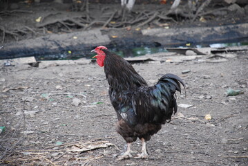 Country rooster in the farm yard. An adult bird on a farm. It has gray black plumage, a yellow beak and a red comb. The rooster has a small head and a large body on yellow legs.