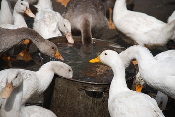 Geese in the village. Large birds in a village farm drink water from a metal trough. Geese have white and gray plumage, black eyes and yellow beaks. Birds have a small head on a long, mobile neck.