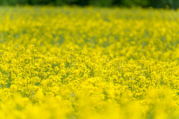 Yellow Rapeseed Field. Landscape. Shallow Depth of Field