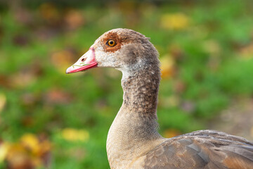 Close-up portrait of a young Nile goose (Alopochen aegyptiaca) at the age of about seven months against the background of a green meadow with autumn leaves