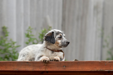 A small mongrel puppy.A small cute puppy was adopted from a shelter.Adaptation and socialization of...