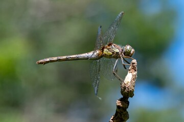 Close up of a common darter (sympetrum striolatum) dragonfly
