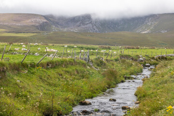 Typical Irirsh farm with sheeps and mountains