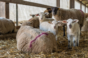 Sheep and lambs during the indoor lambing season in Germany