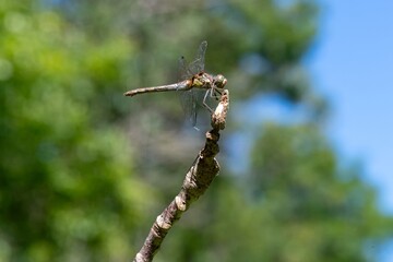 Close up of a common darter (sympetrum striolatum) dragonfly