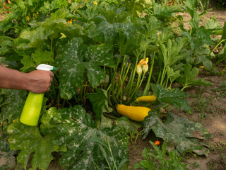 Treating powdery mildew on a zucchini plant. Using no pesticide, made with water, green soap and...