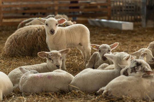 Sheep and lambs during the indoor lambing season in Germany