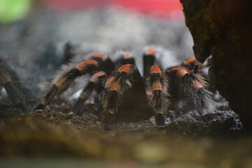 tarantula