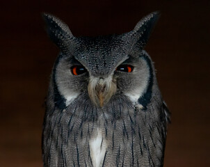Owl with big red eyes looking straight at the camera from a perch