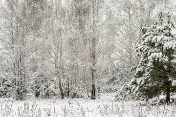 Naklejka premium Winter landscape. A snow-covered young pine tree against the background of snow-covered birches.