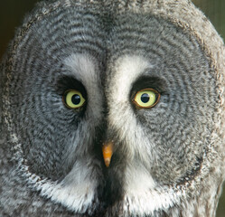 Close up portrait of the head and eyes on a great grey owl