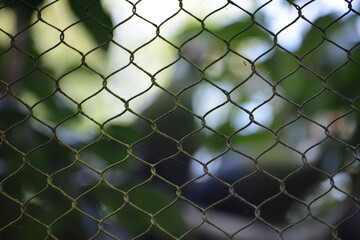 Fototapeta premium reja tras el bosque