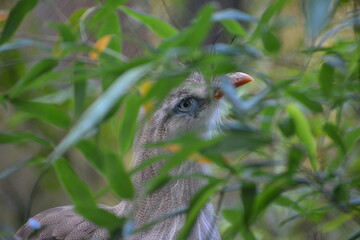 ave © Adrian Lazcano