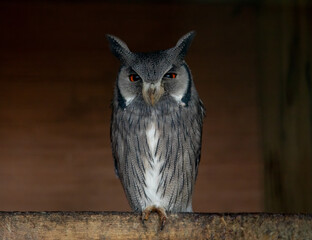 Owl with big red eyes looking straight at the camera from a perch