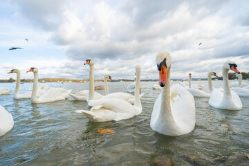 Swans in the river