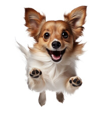 Fototapeta premium a small dog jumping around isolated