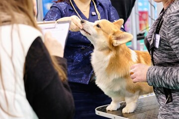 A purebred Corgi dog during an inspection by experts and judges at a dog show