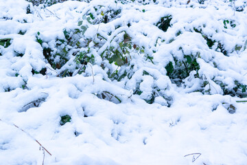Winter landscape of a snowy park. The branches of bushes and trees are covered with a layer of white snow.