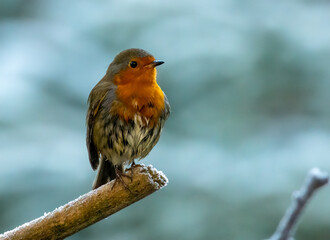Robin redbreast in the woodland in frosty, winter weather