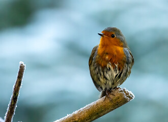Robin redbreast in the woodland in frosty, winter weather
