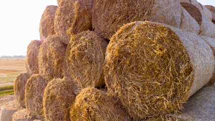 Many twisted dry wheat straw in roll bales on field during sunset sunrise. Large bales straw after harvest twisted into rolls on field. Rural sunny landscape, countryside scenery. Aerial drone view,