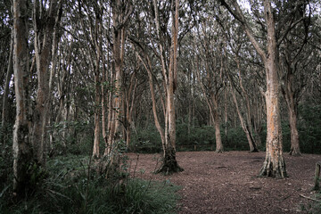 Path in the middle of a forest full of tall and old trees