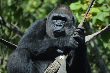 Gorila