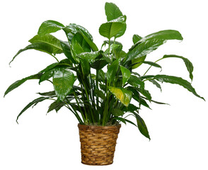 Isolated Transparent Background House Plant
