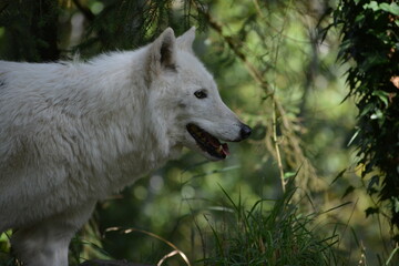 Obraz premium lobo blanco en bosque