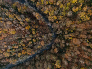 Winter forest - drone view