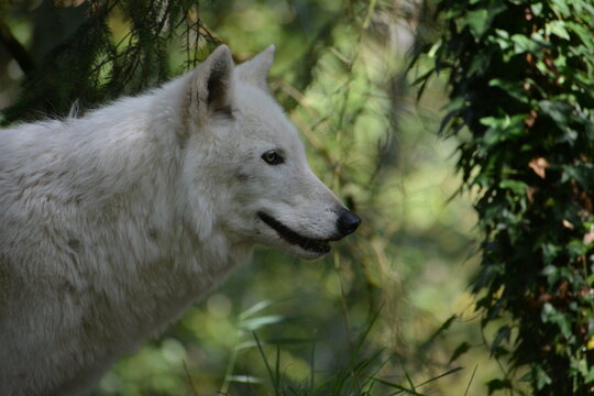lobo blanco en bosque