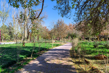 Fototapeta premium Empty public park in Ifran, Morocco
