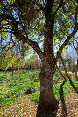 Empty public park in Ifran, Morocco