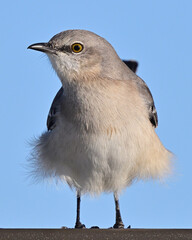 mocking bird in a wind