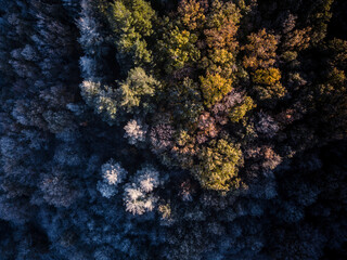 Winter forest - colorful drone view