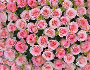 Close-up of a bouquet of fresh, xxxxx roses