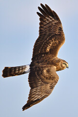 Harrier Falcon in Flight
